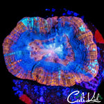 SUPERMAN TYPE BOWER FRAG