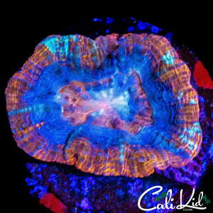 SUPERMAN TYPE BOWER FRAG