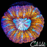 RARE ACAN MAXIMA