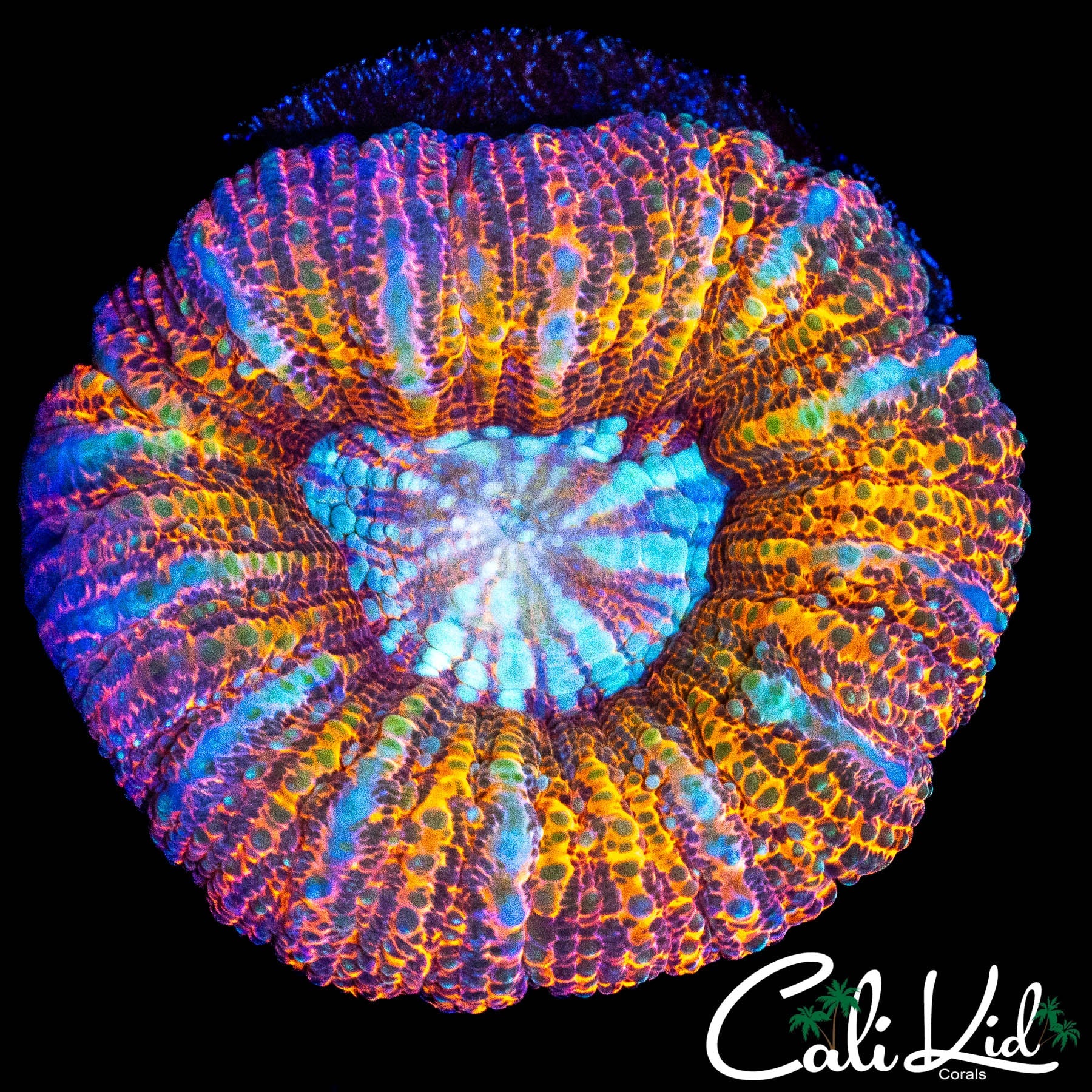 RARE ACAN MAXIMA