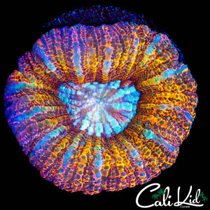 RARE ACAN MAXIMA