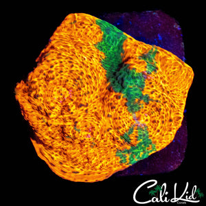 SUNKIST CHALICE FRAG