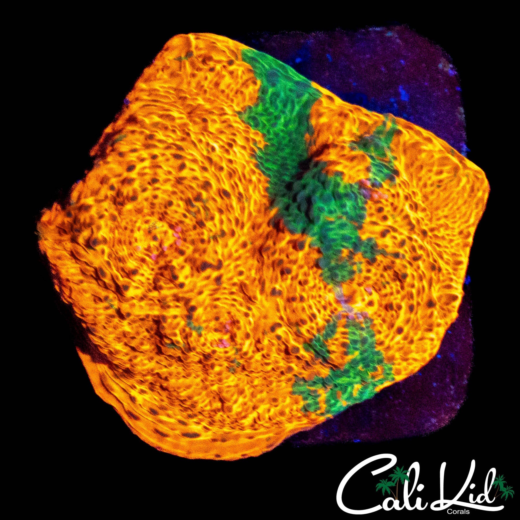 SUNKIST CHALICE FRAG