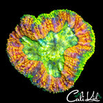 HIGHLIGHTER SYMPHYLLIA