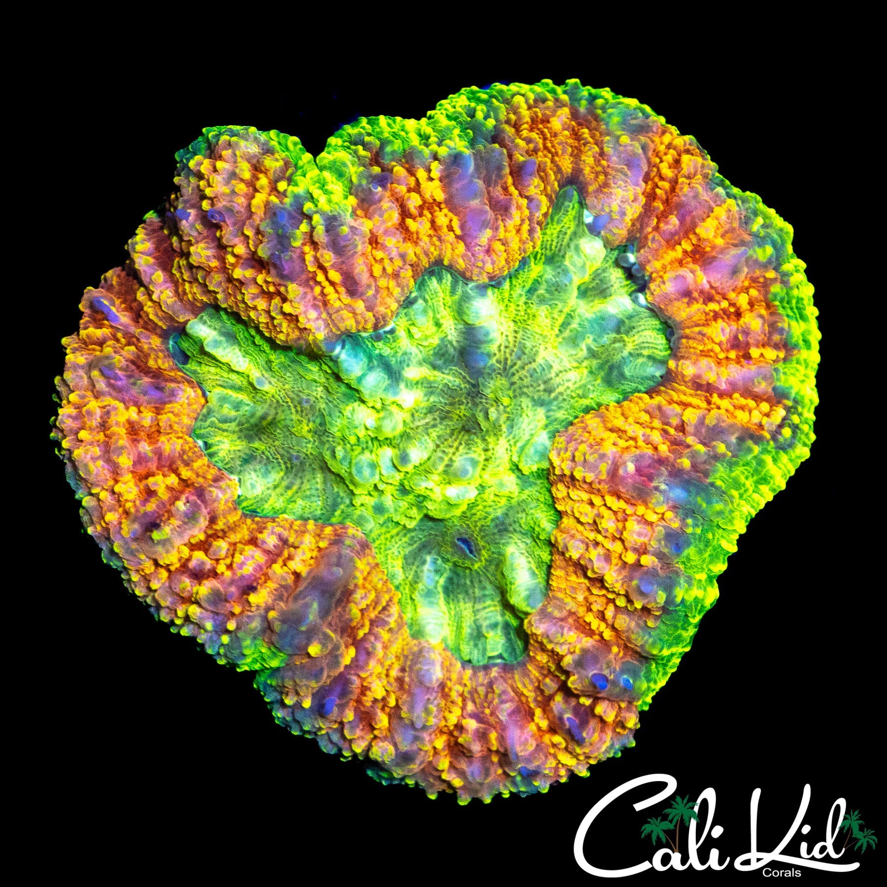 HIGHLIGHTER SYMPHYLLIA
