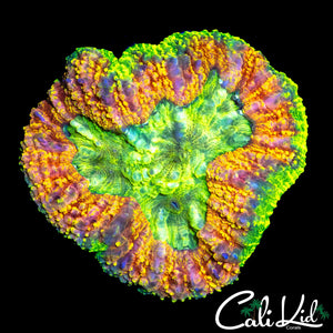 HIGHLIGHTER SYMPHYLLIA