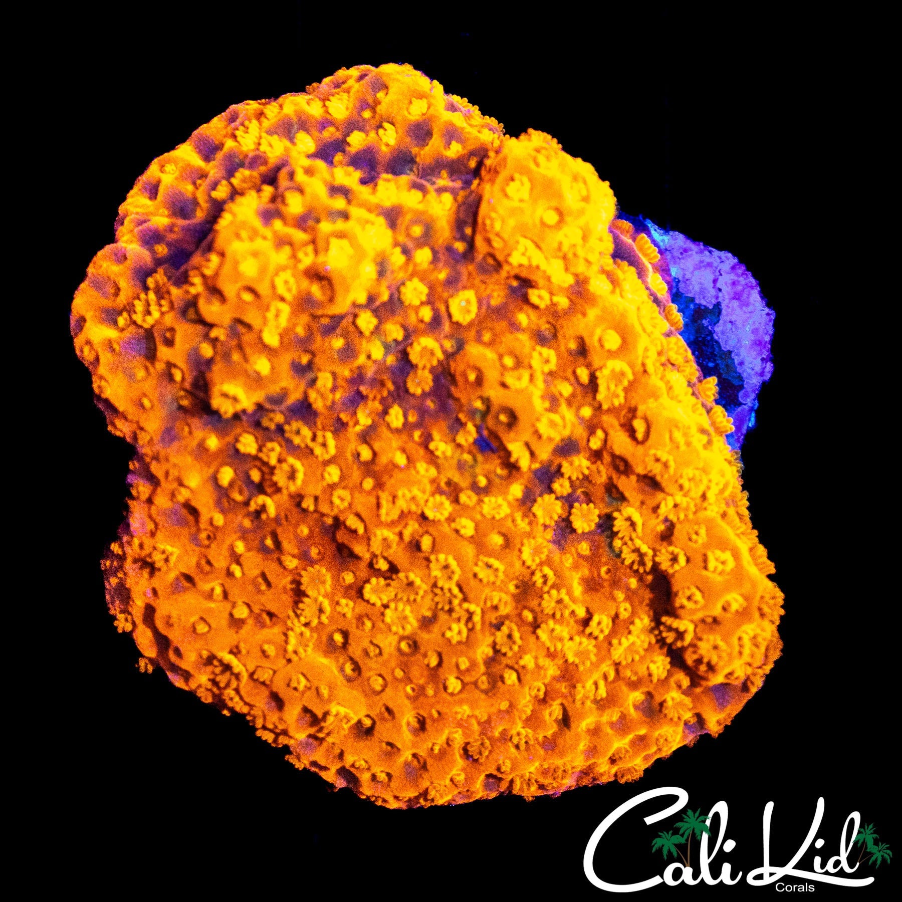 LONG POLYP STARBURST MONTI