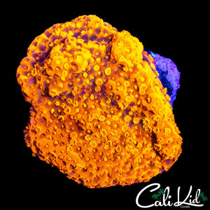 LONG POLYP STARBURST MONTI
