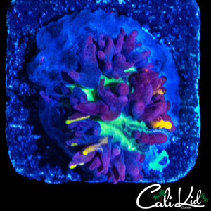 CB MAGIC CARPET MUSHROOM