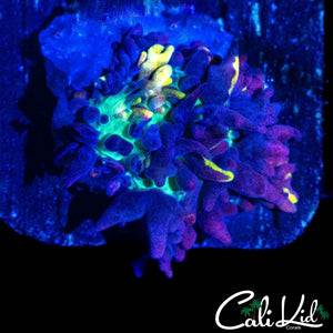 CB MAGIC CARPET MUSHROOM