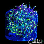 FUZZY WUZZY MUSHROOM