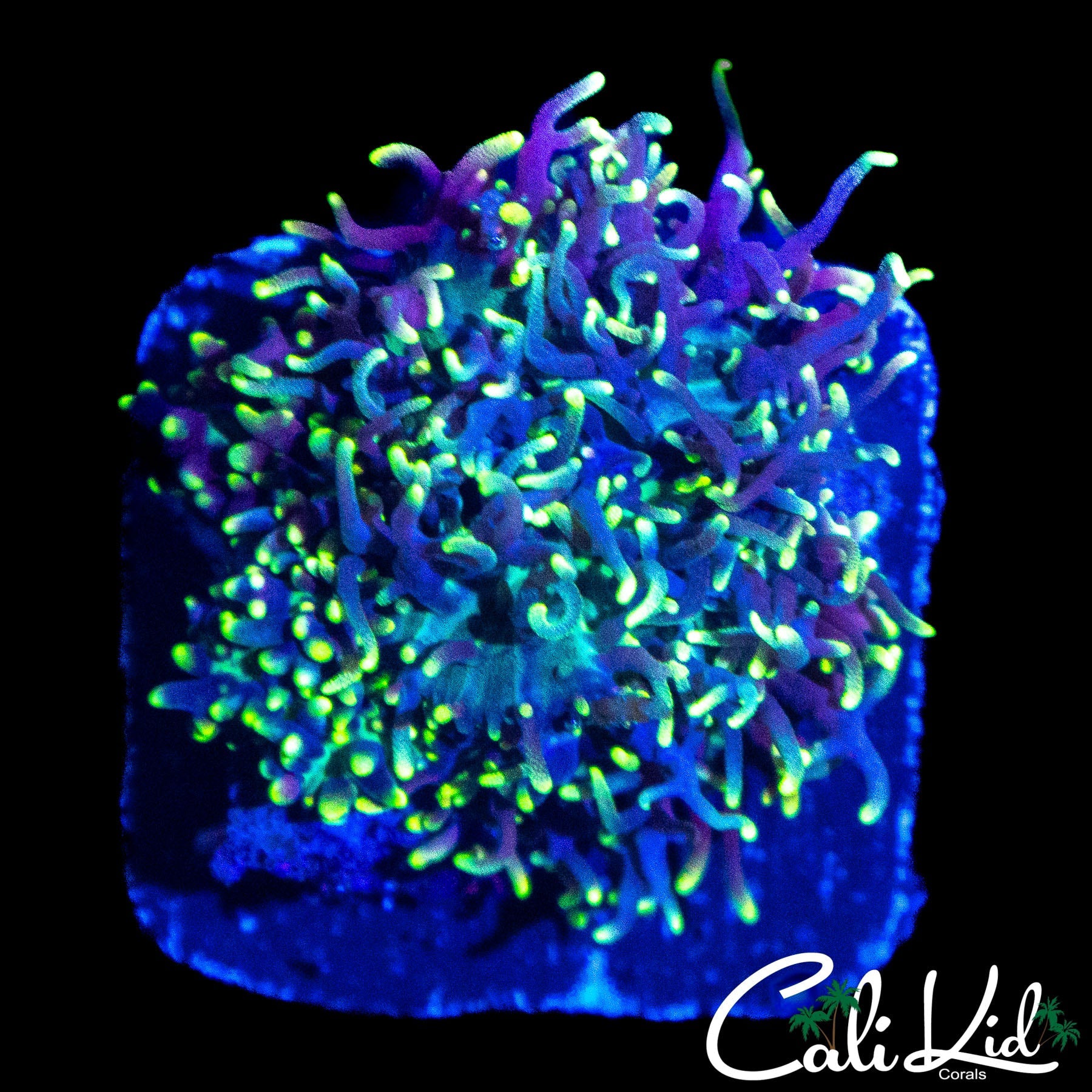 FUZZY WUZZY MUSHROOM