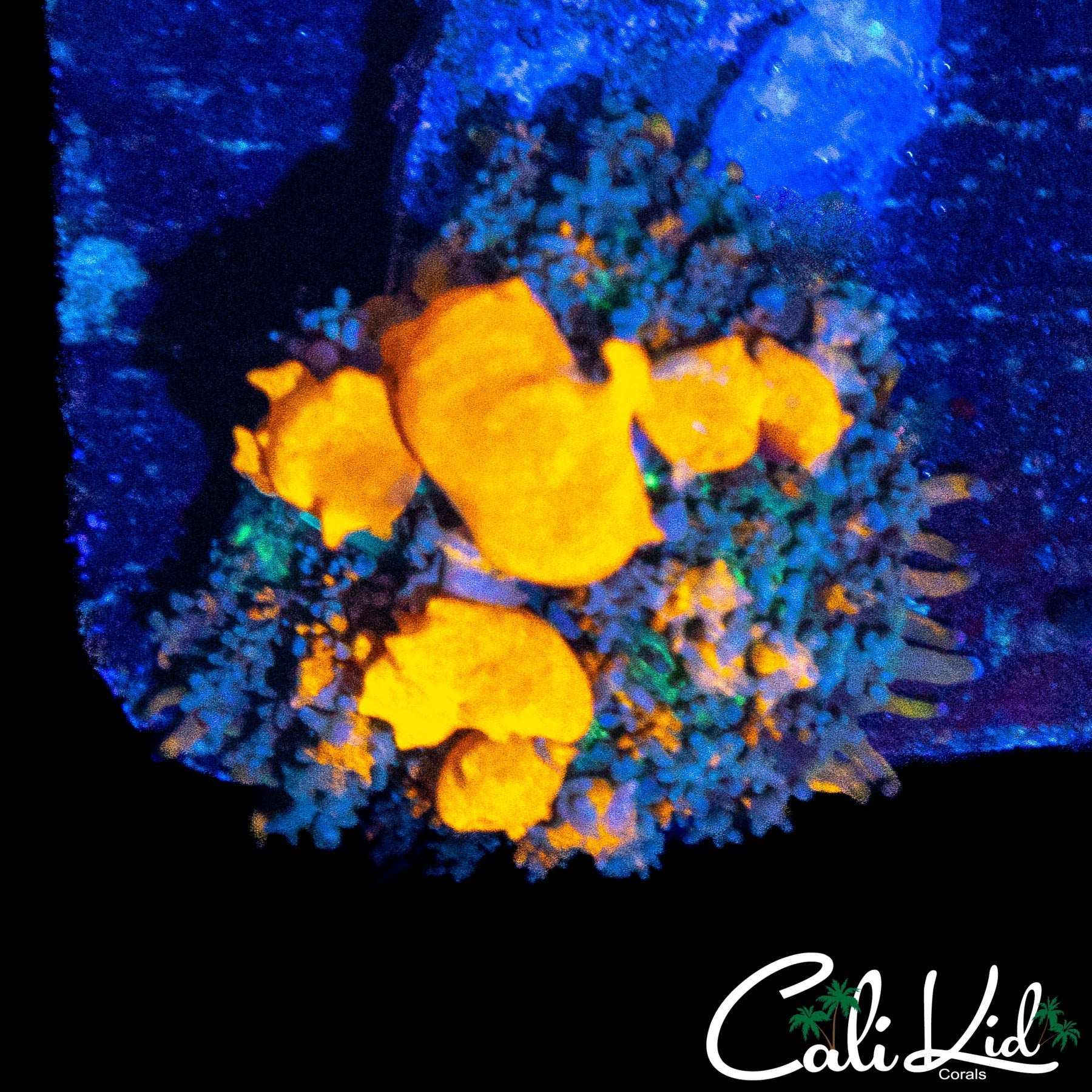 CB SUNKIST BOUNCE SHROOM