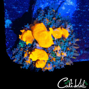 CB SUNKIST BOUNCE SHROOM