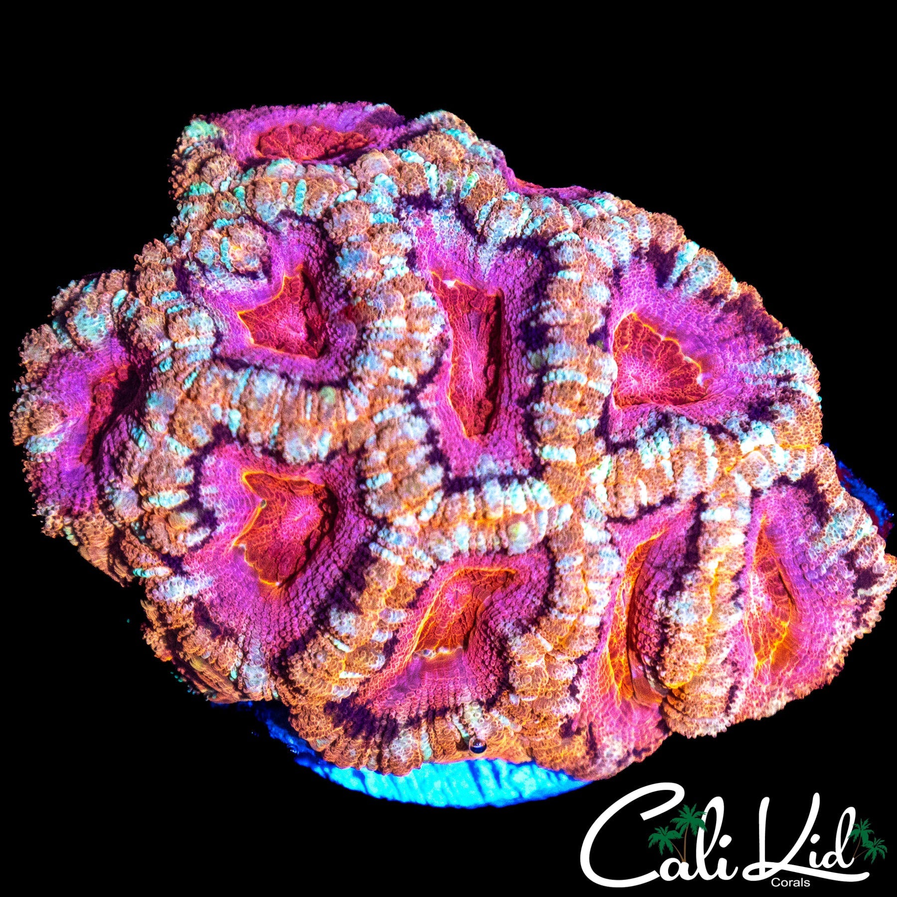 RARE ASIAN ACAN COLONY
