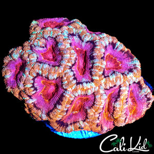 RARE ASIAN ACAN COLONY