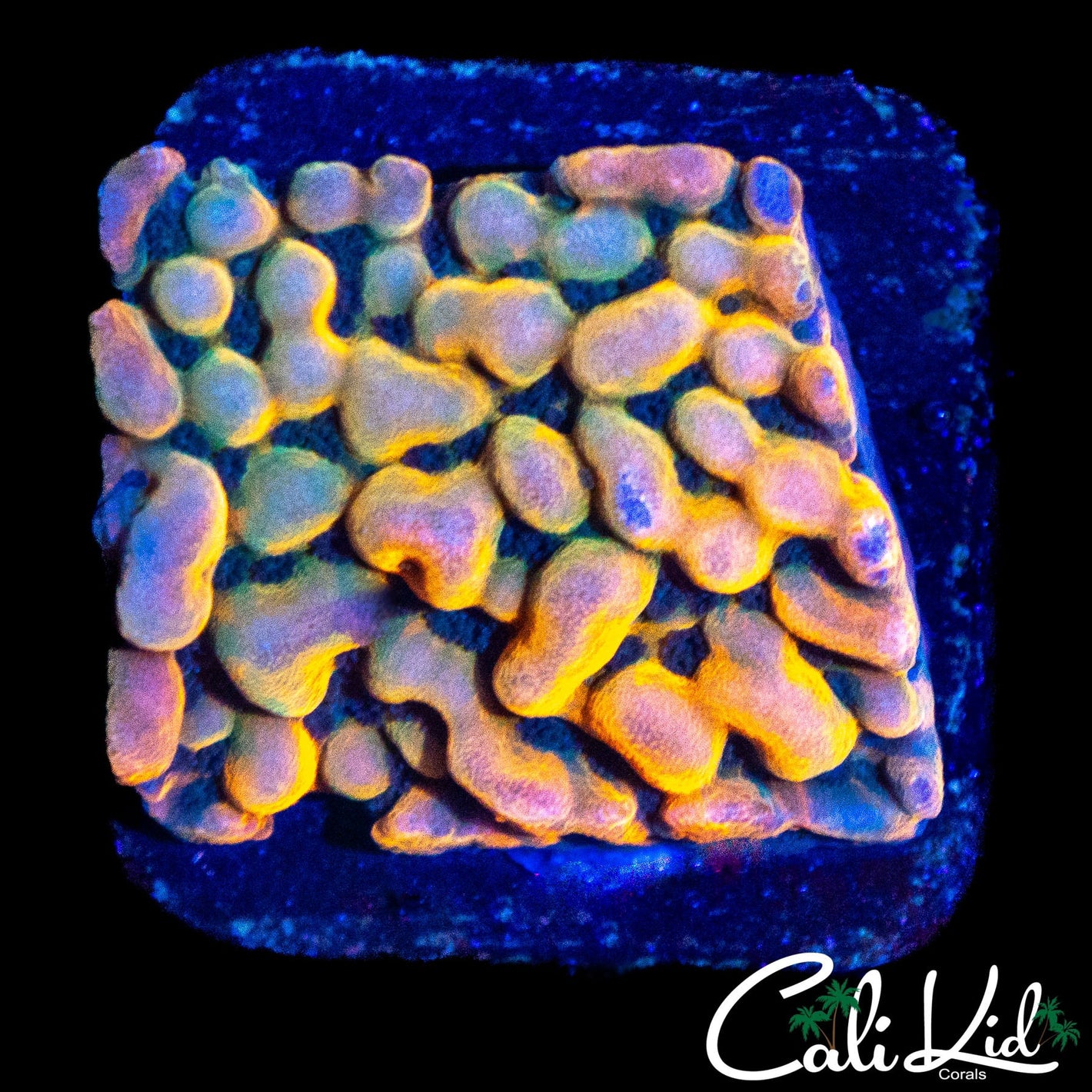 CK UNRELEASED RAINBOW MONTI