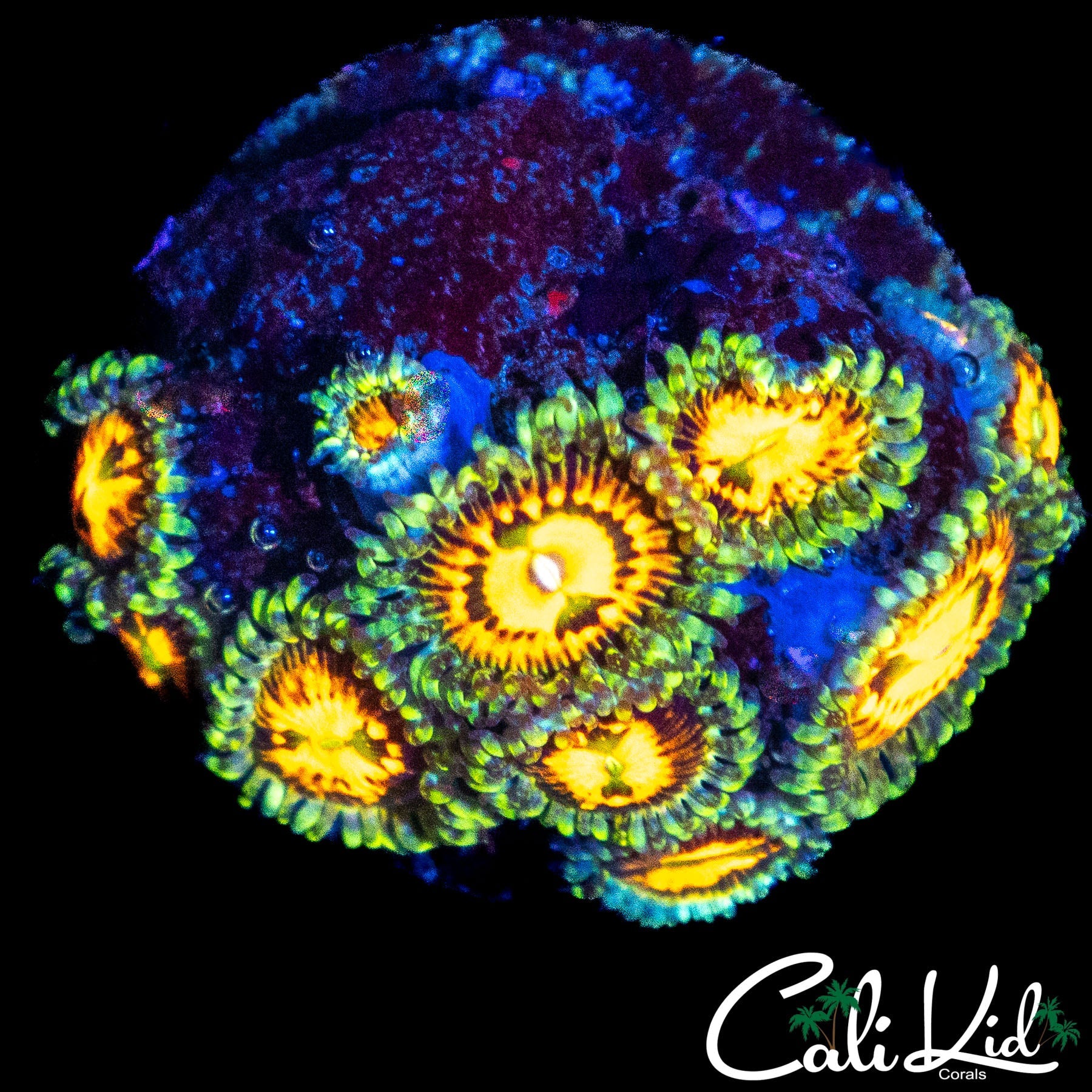 RAINBOW INCINERATOR ZOA COLONY