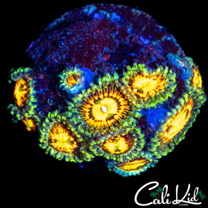 RAINBOW INCINERATOR ZOA COLONY