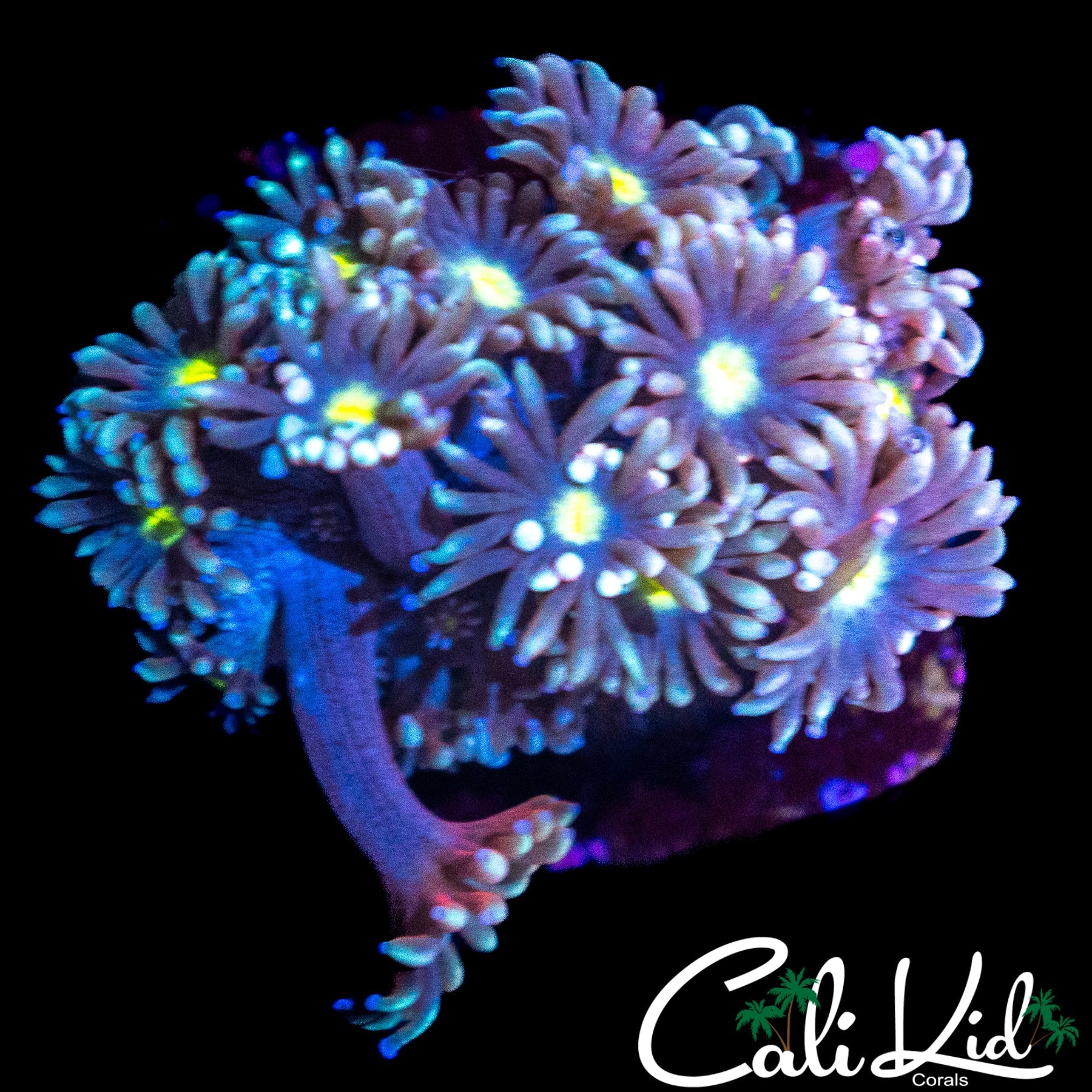 ULTRA PETAL GONI