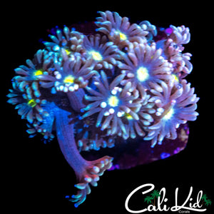 ULTRA PETAL GONI