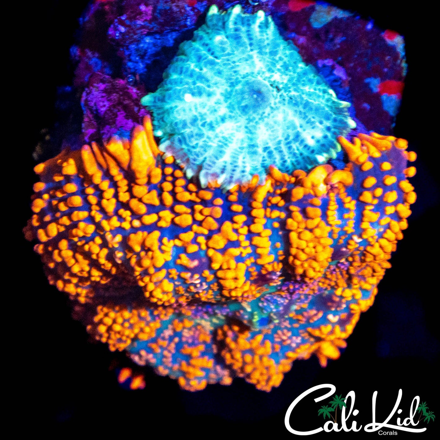 ASSORTED RHODACTIS DOUBLE