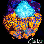 ASSORTED RHODACTIS DOUBLE