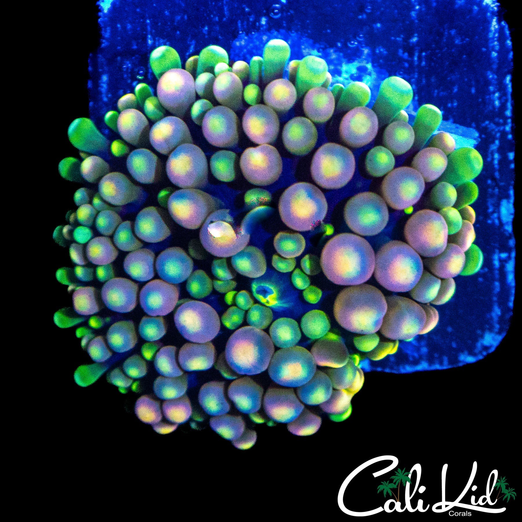 LARGE CK GRAPE ST BOUNCE RIC