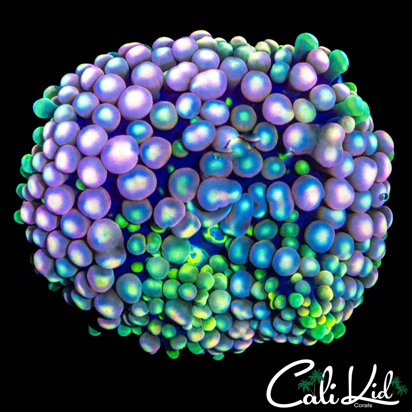 XL CK GRAPE ST BOUNCE RIC