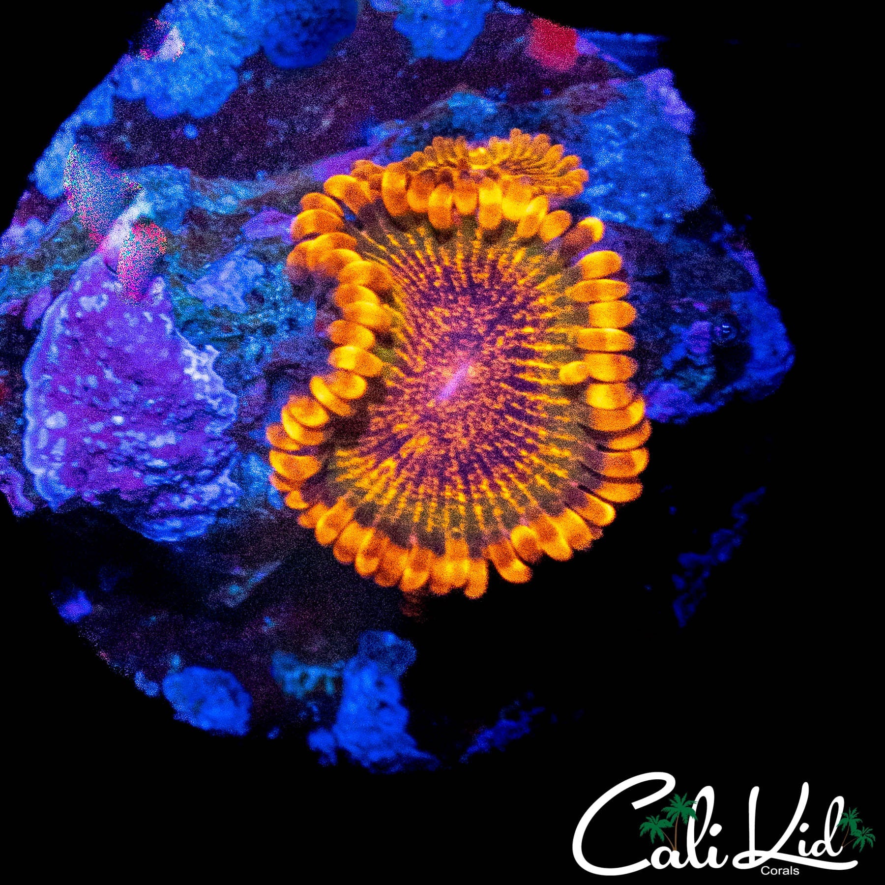 JF SPECKLED KRAK DOUBLE