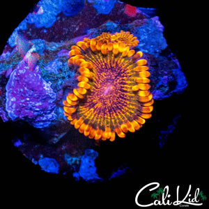 JF SPECKLED KRAK DOUBLE