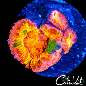 BSA JAWBREAKER ACAN TRIPLE