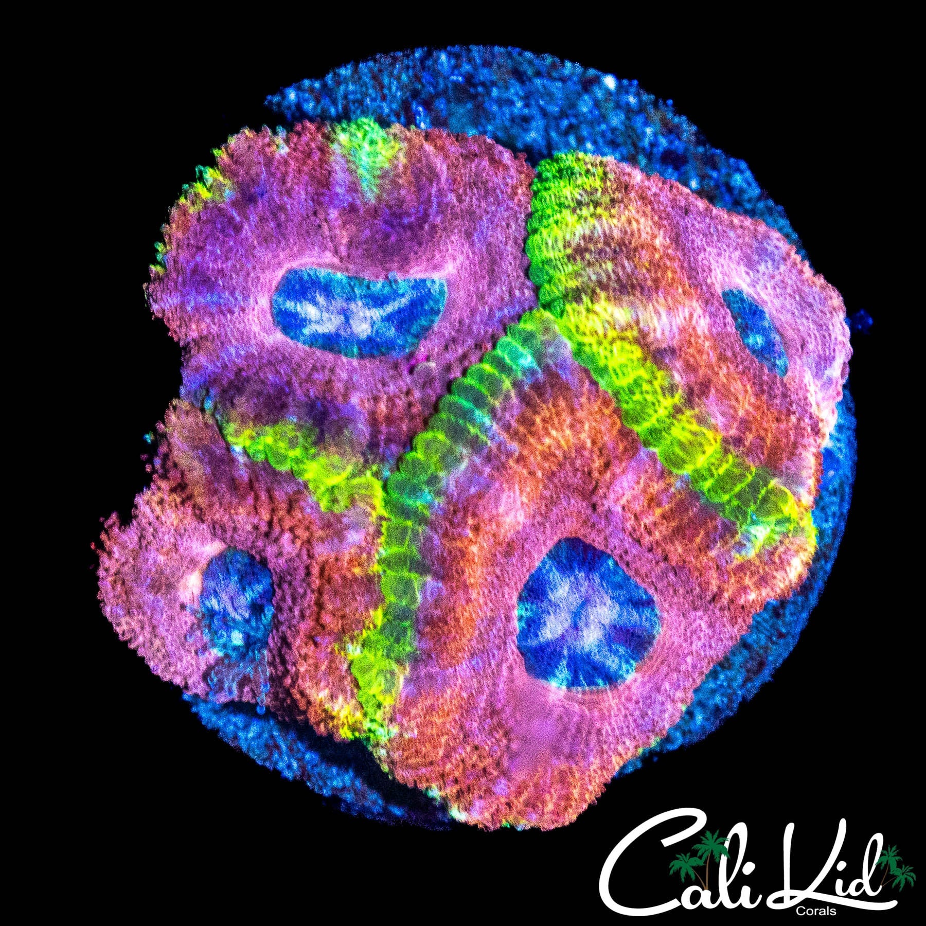 RARE ASIAN ACAN QUAD