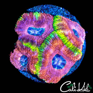 RARE ASIAN ACAN QUAD