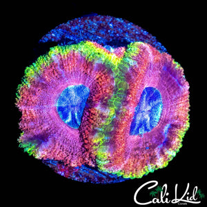 RARE ASIAN ACAN DOUBLE