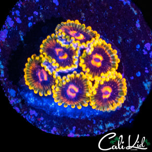 MIND TRICK ZOA MINI COLONY