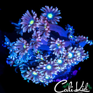 ULTRA PETAL GONI
