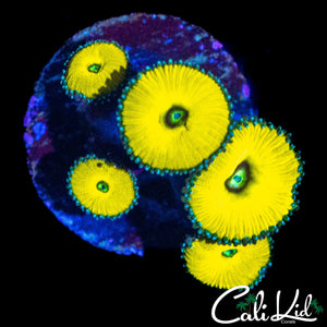 CK SOLAR DEITY MINI COLONY