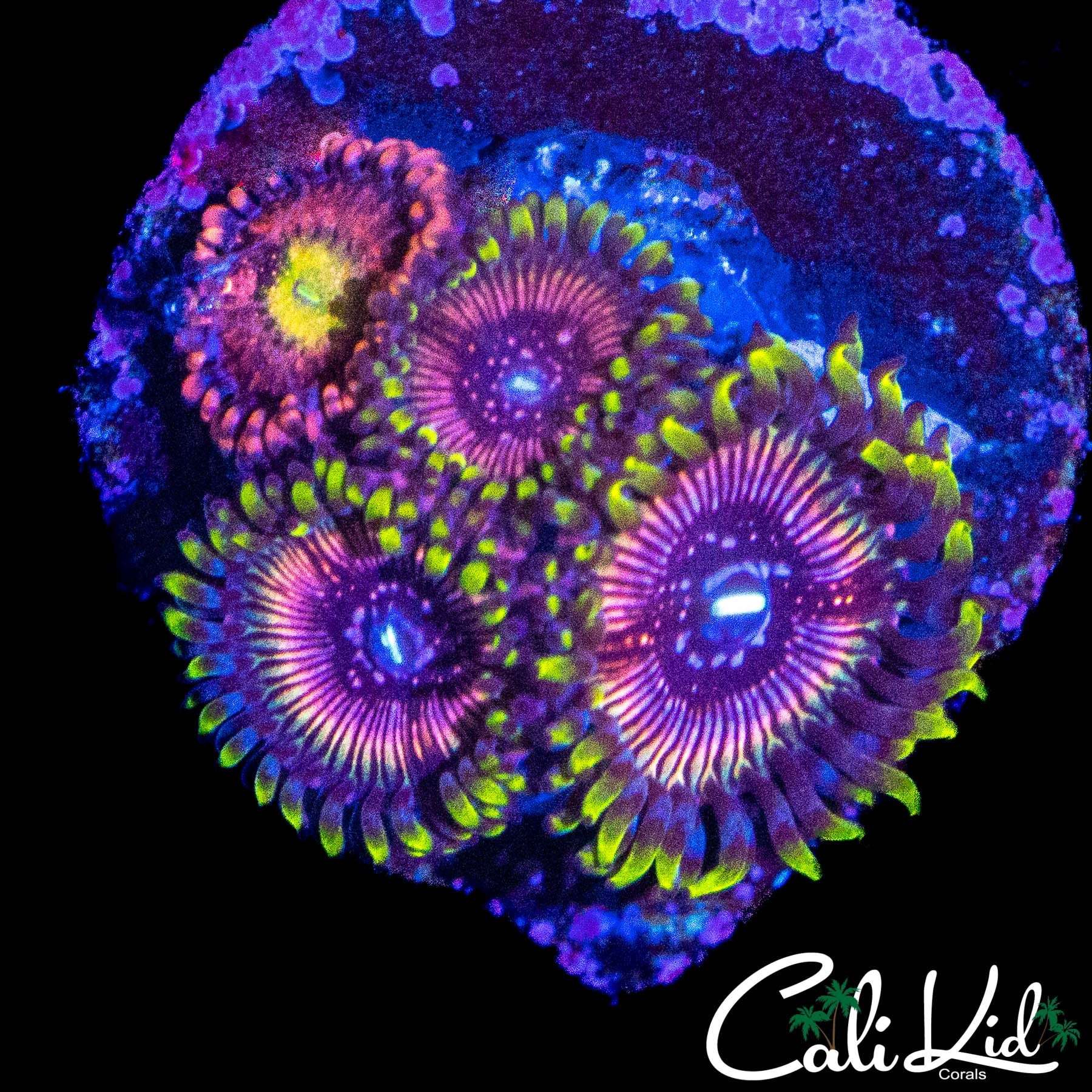 ASSORTED ZOA QUAD