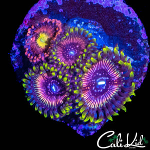 ASSORTED ZOA QUAD
