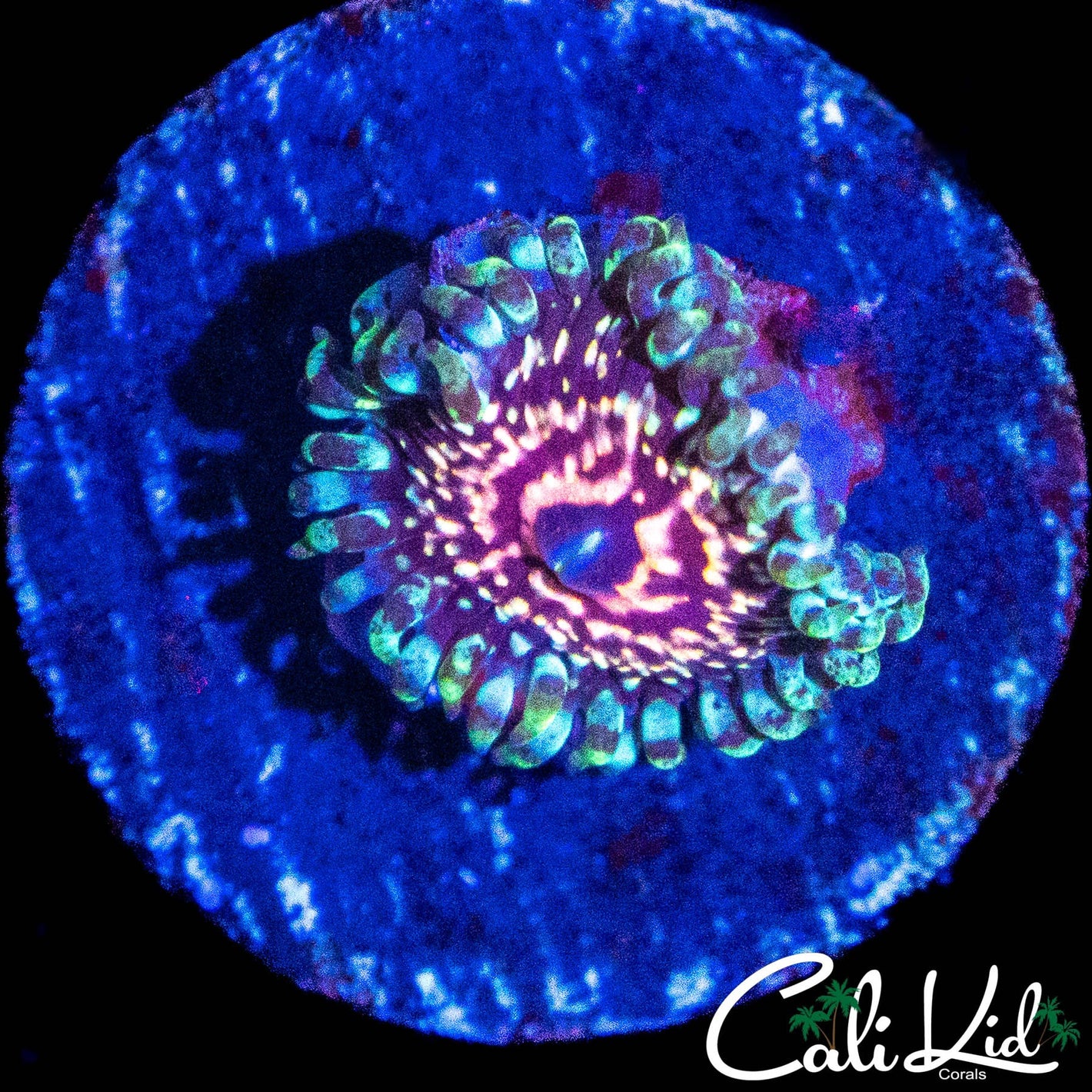 CK ULTIMATE PINK SPACE MONSTER