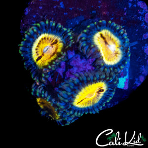 MYSTERY ZOA QUAD