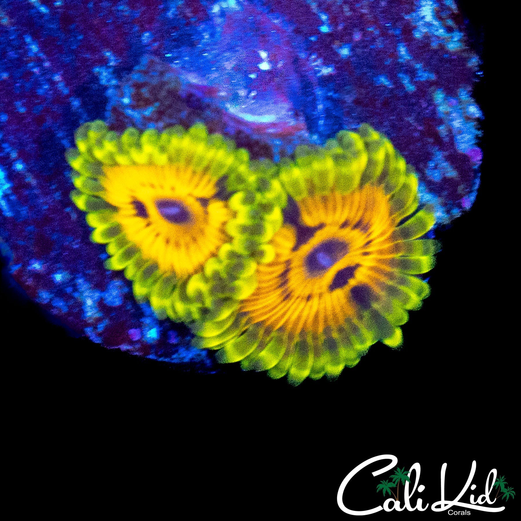 BIG BIRD AND KERMIT ZOA DOUBLE