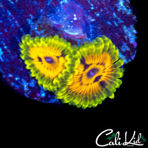BIG BIRD AND KERMIT ZOA DOUBLE
