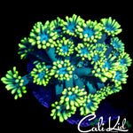 SUPER BRIGHT LEMON LIME GONI