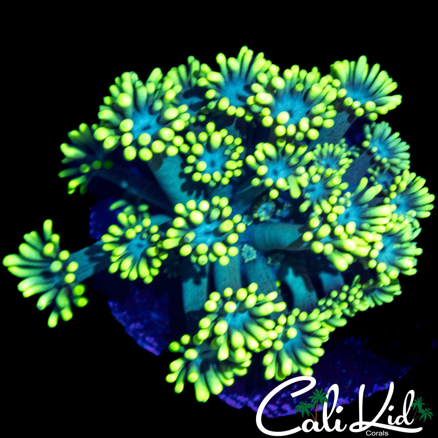 SUPER BRIGHT LEMON LIME GONI