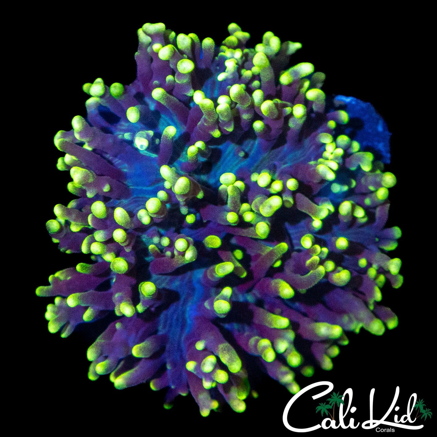 LARGE MYSTERY MUSHROOM