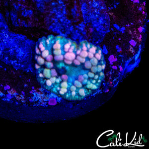 BABY NEPTUNE BOUNCE SHROOM