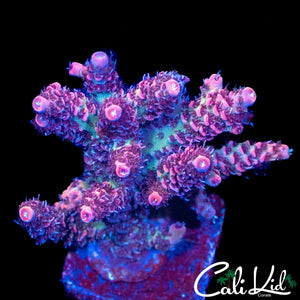 PINK LEMONADE MILLI CHUNK