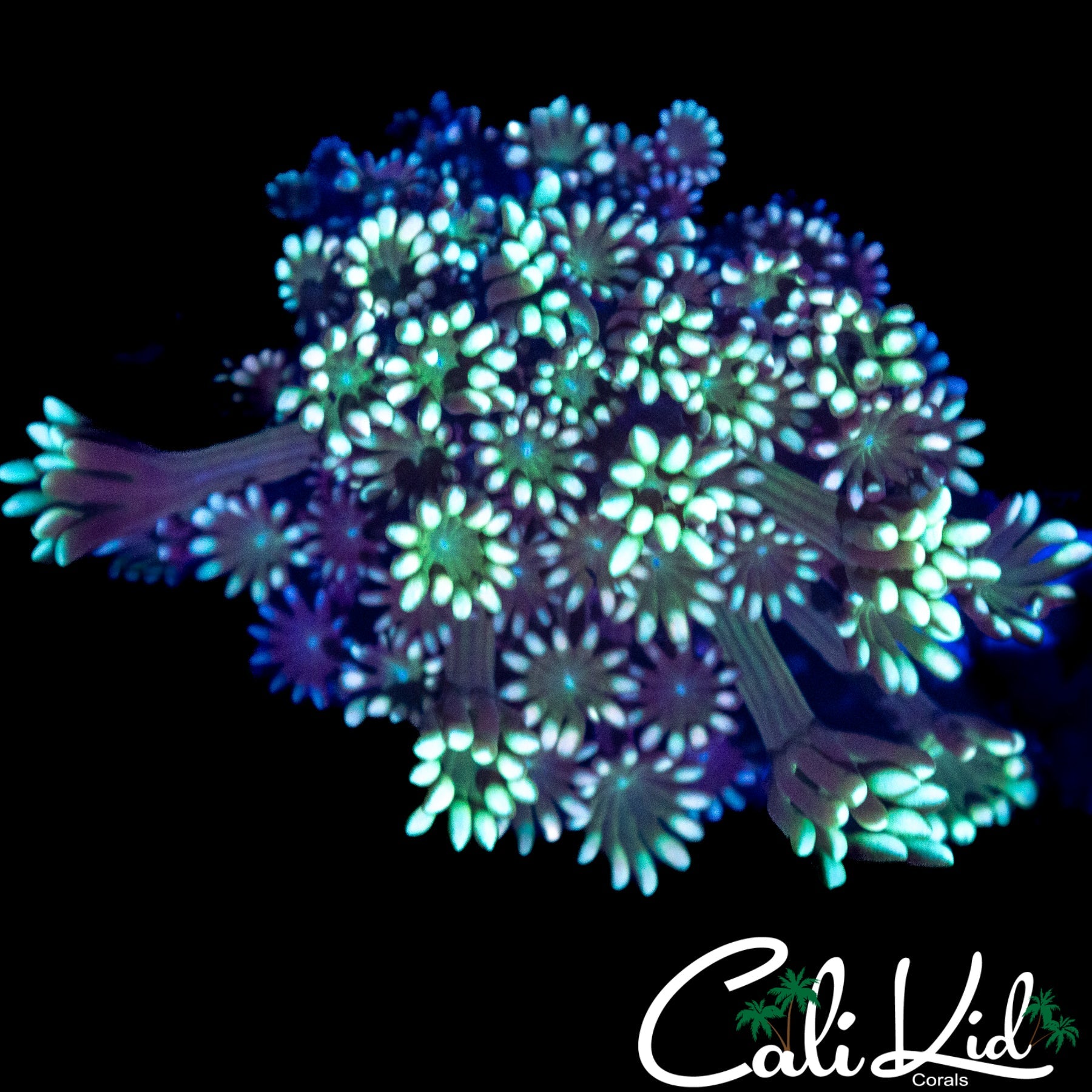 RAINBOW ALVEOPORA